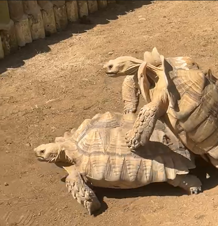 First Date - Turtle Style